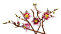 KLOCKI LEGO 11510 Gałązki magnolii Z SERII LEGO Botanicals